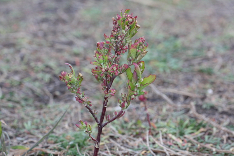 Chenopodium gr. album